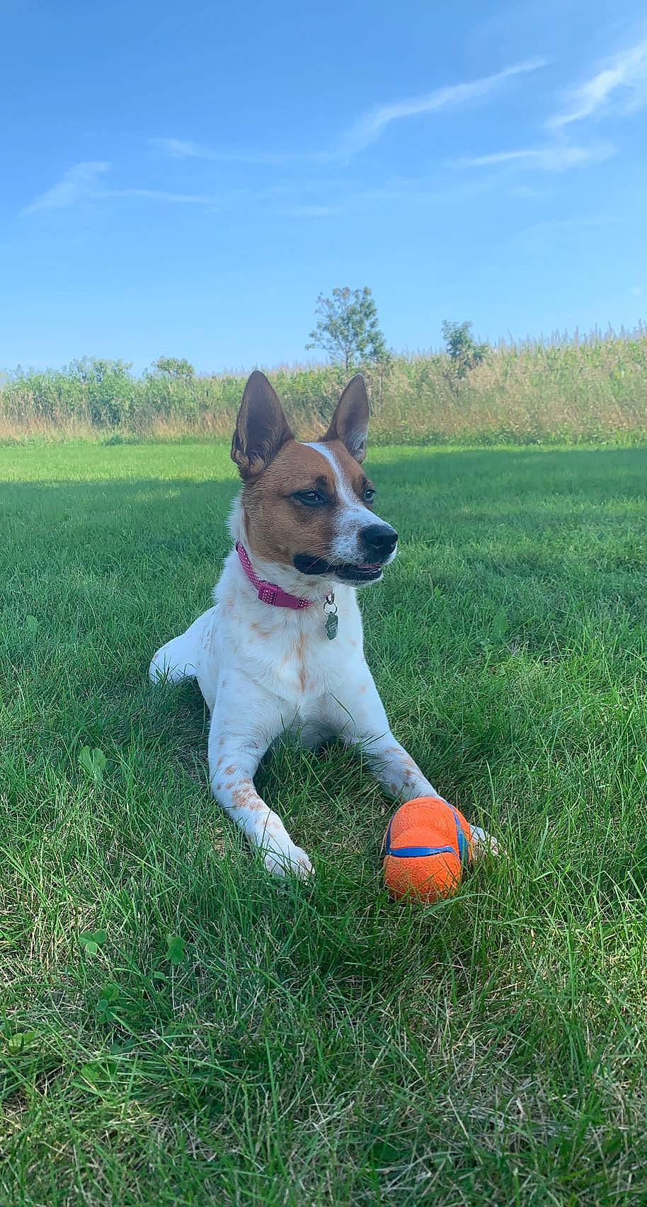 Dixie joined the competition — help win amazing prizes! ball, carnivore, cloud, collar, companion_dog, dog, dog_breed, dog_supply, fawn, grass, grassland, plant, sky, sporting_group, sports_equipment, sports_toy, tail, tennis_ball, toy, tree