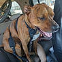 Gauge joined the competition — help win amazing prizes! dog, canine, brindle_coat, pet, car_interior, backseat, harness, bicycle, wheel, tire, seat, leather_seat, panting, tongue, close_up, human, arm, window, daylight, transportation