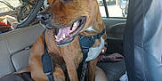 Gauge is registered to the contest to win money with this photo: dog, brown_dog, pet, car_interior, back_seat, dog_harness, bicycle, bicycle_wheel, window, person, arm, hand, tattoo, smiling, tongue, teeth, seat_cover, seat, parking_lot, leash