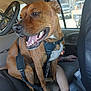 dog, brown_dog, pet, car_interior, back_seat, dog_harness, bicycle, bicycle_wheel, window, person, arm, hand, tattoo, smiling, tongue, teeth, seat_cover, seat, parking_lot, leash