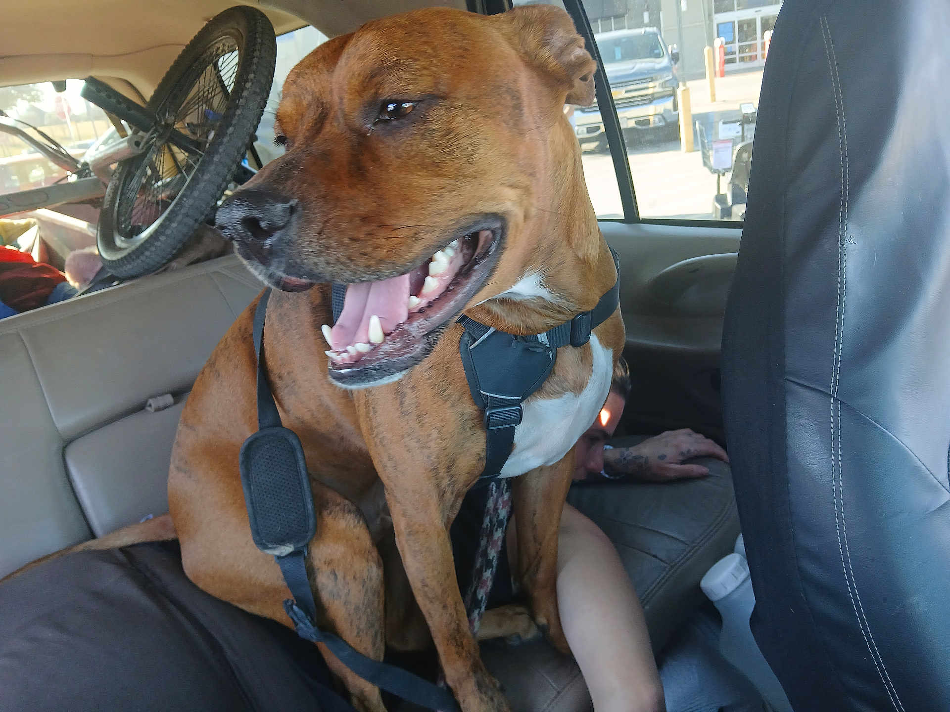 Gauge is registered to the contest to win money with this photo: dog, brown_dog, pet, car_interior, back_seat, dog_harness, bicycle, bicycle_wheel, window, person, arm, hand, tattoo, smiling, tongue, teeth, seat_cover, seat, parking_lot, leash