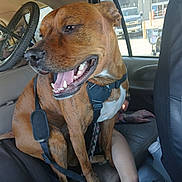 Gauge is registered to the contest to win money with this photo: dog, pet, backseat, car_interior, harness, bicycle, bicycle_wheel, person, human_hand, human_face, tattoo, tongue_out, teeth, brindle_coat, seat, seat_cover, window, parking_lot, upholstery, happy