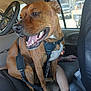 dog, pet, backseat, car_interior, harness, bicycle, bicycle_wheel, person, human_hand, human_face, tattoo, tongue_out, teeth, brindle_coat, seat, seat_cover, window, parking_lot, upholstery, happy