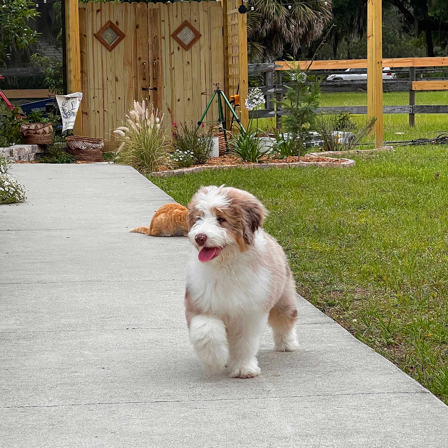Ollie joined the competition — help win amazing prizes! animal, architecture, backyard, building, canine, dog, grass, jar, nature, outdoors, path, plant, planter, pottedplant, pottery, shelter, vase, walkway, wood, yard
