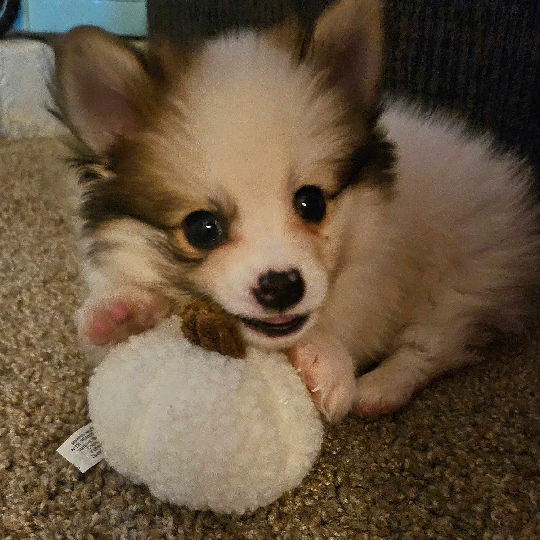 Teddy is registered to the contest to win money with this photo: animal, ball, canine, car, chihuahua, cockerspaniel, dog, eskimodog, husky, machine, papillon, pet, poodle, puppy, sport, tennis, transportation, vehicle, wheel, whitedog