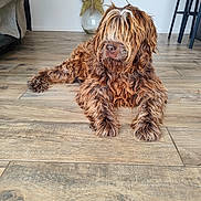Frimousse a rejoint le concours — aidez-le/la à gagner de superbes lots ! animal, brown_fur, cozy, curly_fur, dog, domestic, dried_flowers, flooring, furniture, home, house, indoor, laying_down, lounge, mammal, pet, relaxed, shaggy, vase, wooden_floor