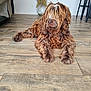 animal, brown_fur, cozy, curly_fur, dog, domestic, dried_flowers, flooring, furniture, home, house, indoor, laying_down, lounge, mammal, pet, relaxed, shaggy, vase, wooden_floor
