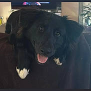 Atlas a rejoint le concours — aidez-le/la à gagner de superbes lots ! dog, black_dog, white_paws, tongue_out, indoor, couch, pet, happy, smiling, fur, animal, companion, domestic, living_room, television, plant, resting, cute, friendly, canine