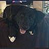 dog, black_dog, white_paws, tongue_out, indoor, couch, pet, happy, smiling, fur, animal, companion, domestic, living_room, television, plant, resting, cute, friendly, canine