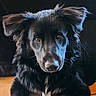 Atlas participe au concours pour gagner de l'argent avec cette photo : dog, black_dog, close_up, portrait, pet, animal, fur, ears, eyes, looking, indoors, tile_floor, cozy, muzzle, whiskers, canine, companion, domestic_animal, alert, cute
