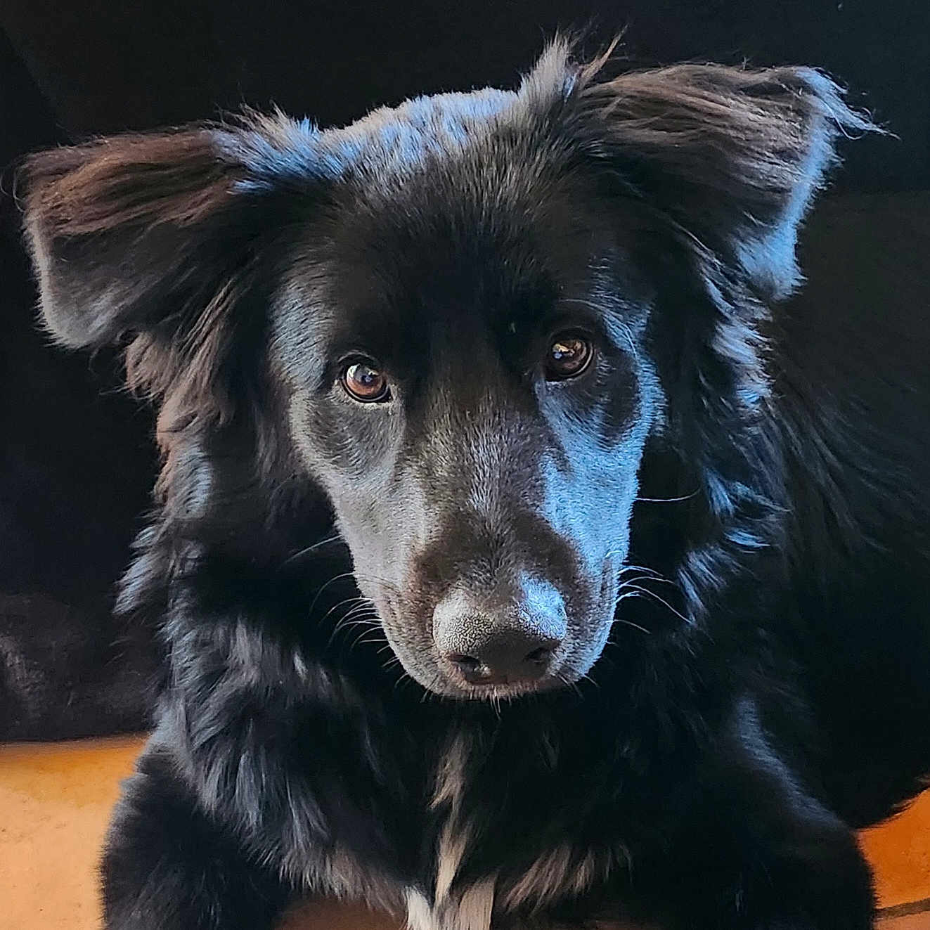 Atlas