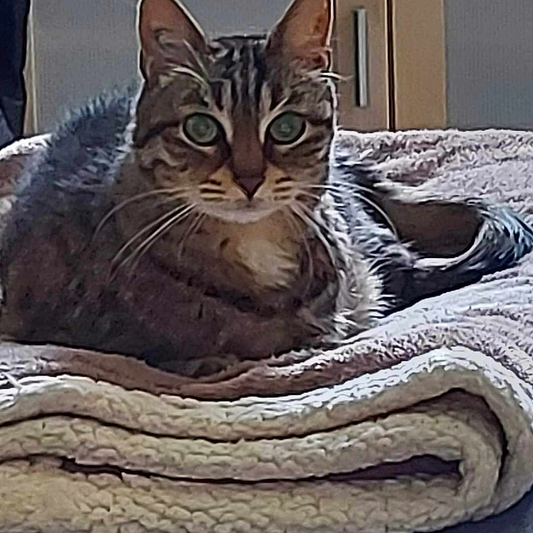 Kiwi a rejoint le concours — aidez-le/la à gagner de superbes lots ! abyssinian, animal, blanket, cat, couch, cushion, egyptiancat, furniture, homedecor, kitten, laundry, linen, manx, pet, quilt, towel