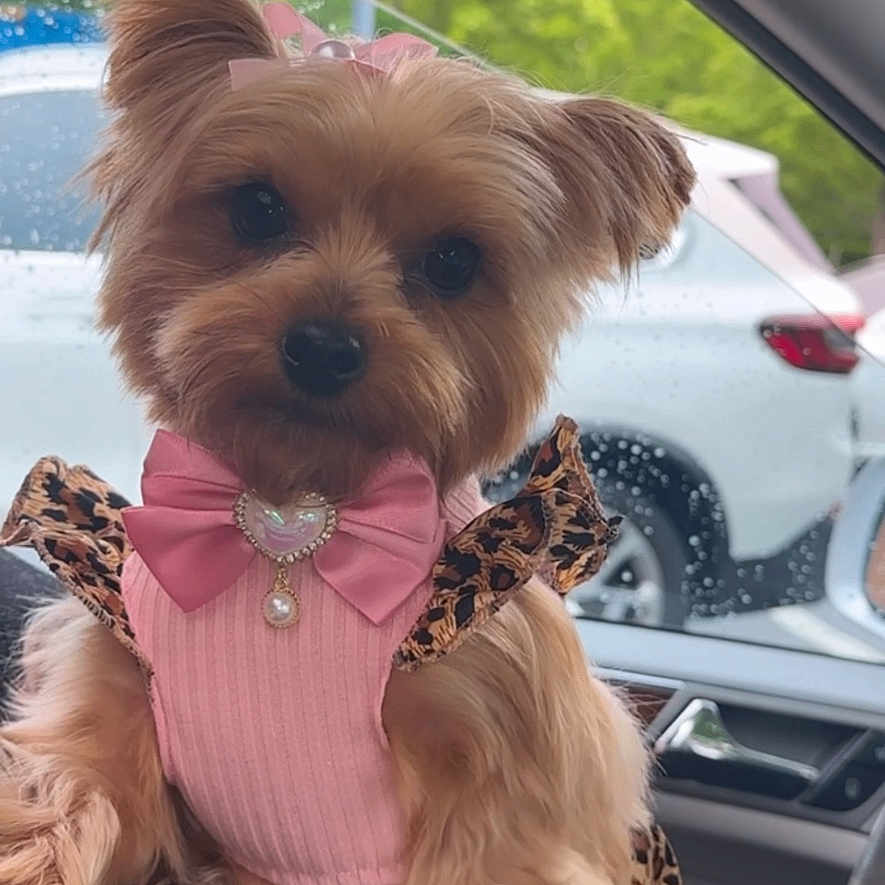Bailee Rose is registered to the contest to win money with this photo: accessory, animal, bow, car_interior, cute, dog, fashion, fur, greenery, hand_holding, indoors, leopard_print, pet, pink_clothing, portrait, rainy_window, seat, small_dog, window, yorkshire_terrier