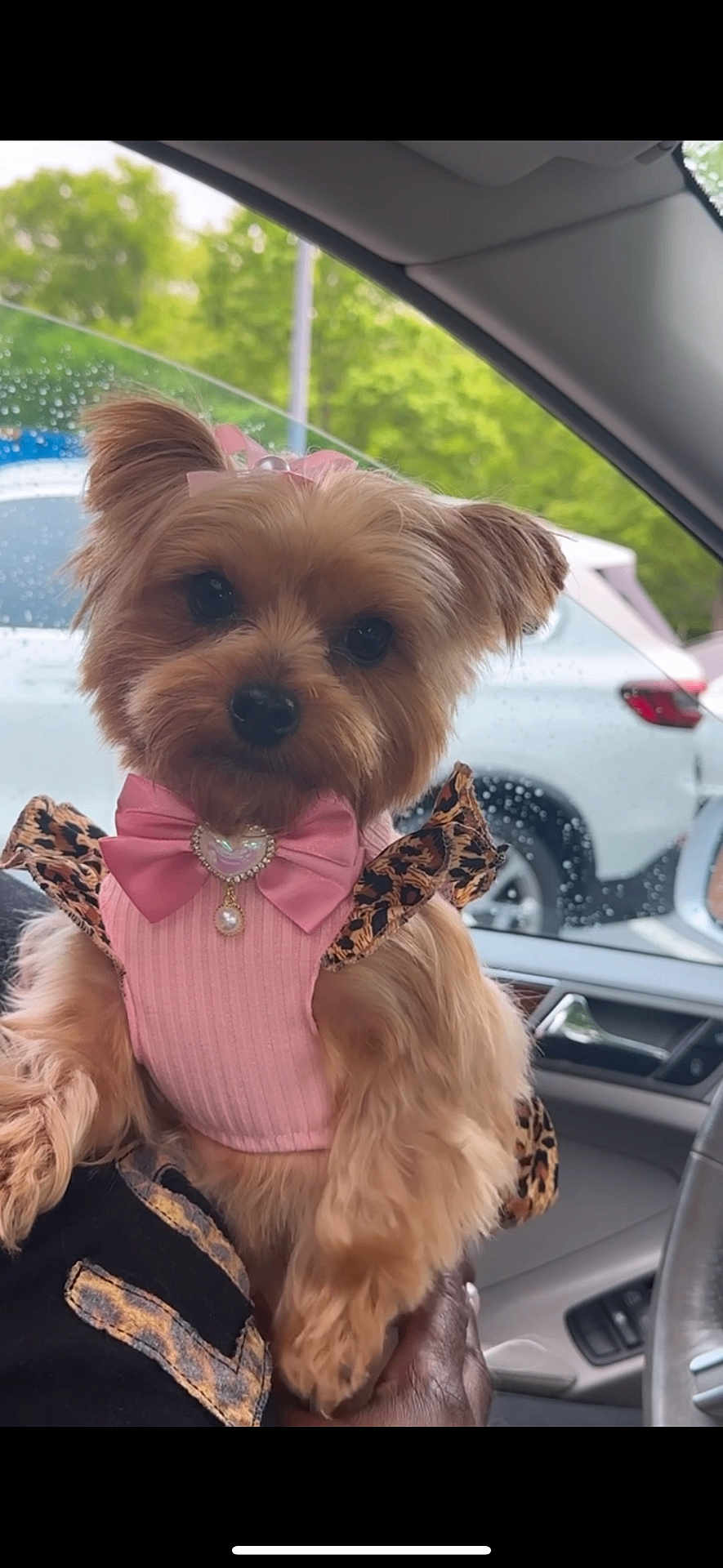 Bailee Rose is registered to the contest to win money with this photo: dog, small_dog, yorkshire_terrier, pet, pink_clothing, leopard_print, bow, car_interior, rainy_window, greenery, cute, fur, portrait, animal, hand_holding, accessory, fashion, indoors, window, seat