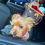 Bailee Rose joined the competition — help win amazing prizes! dog, small_dog, pet, car, car_interior, handbag, pink_bow, cute, fur, animal, window, seat, leather, close_up, curious, brown_fur, dog_face, companion, domestic_animal, transportation