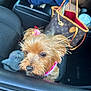 dog, small_dog, pet, car, car_interior, handbag, pink_bow, cute, fur, animal, window, seat, leather, close_up, curious, brown_fur, dog_face, companion, domestic_animal, transportation
