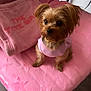 Bailee Rose joined the competition — help win amazing prizes! dog, small_dog, puppy, pink_clothing, pink_chair, plush, cute, pet, indoor, furniture, tote_bag, decor, floor, fur, animal, looking_up, ears, toy, soft, cozy