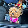 Bailee Rose joined the competition — help win amazing prizes! dog, small_dog, pet, car_interior, pink_harness, leash, handbag, person, colorful_nails, seat, window, close_up, cute, fur, animal, looking_up, attentive, driver_seat, accessory, leather_seat