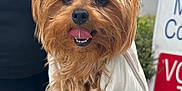 Bailee Rose is registered to the contest to win money with this photo: dog, small_dog, cute, tongue_out, bow, pet, animal, fur, outdoor, bag, hand, person, sidewalk, leash, canine, car, sign, happy, brown_fur, closeup