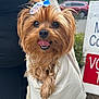 dog, small_dog, cute, tongue_out, bow, pet, animal, fur, outdoor, bag, hand, person, sidewalk, leash, canine, car, sign, happy, brown_fur, closeup