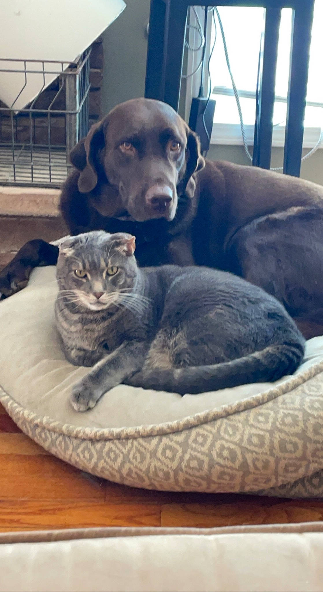 Shane joined the competition — help win amazing prizes! bean_bag, carnivore, cat, cat_supply, comfort, companion_dog, dog, dog_breed, domestic_short_haired_cat, fawn, felidae, fur, grey, hardwood, liver, pet_supply, scottish_fold, small_to_medium_sized_cats, terrestrial_animal, whiskers