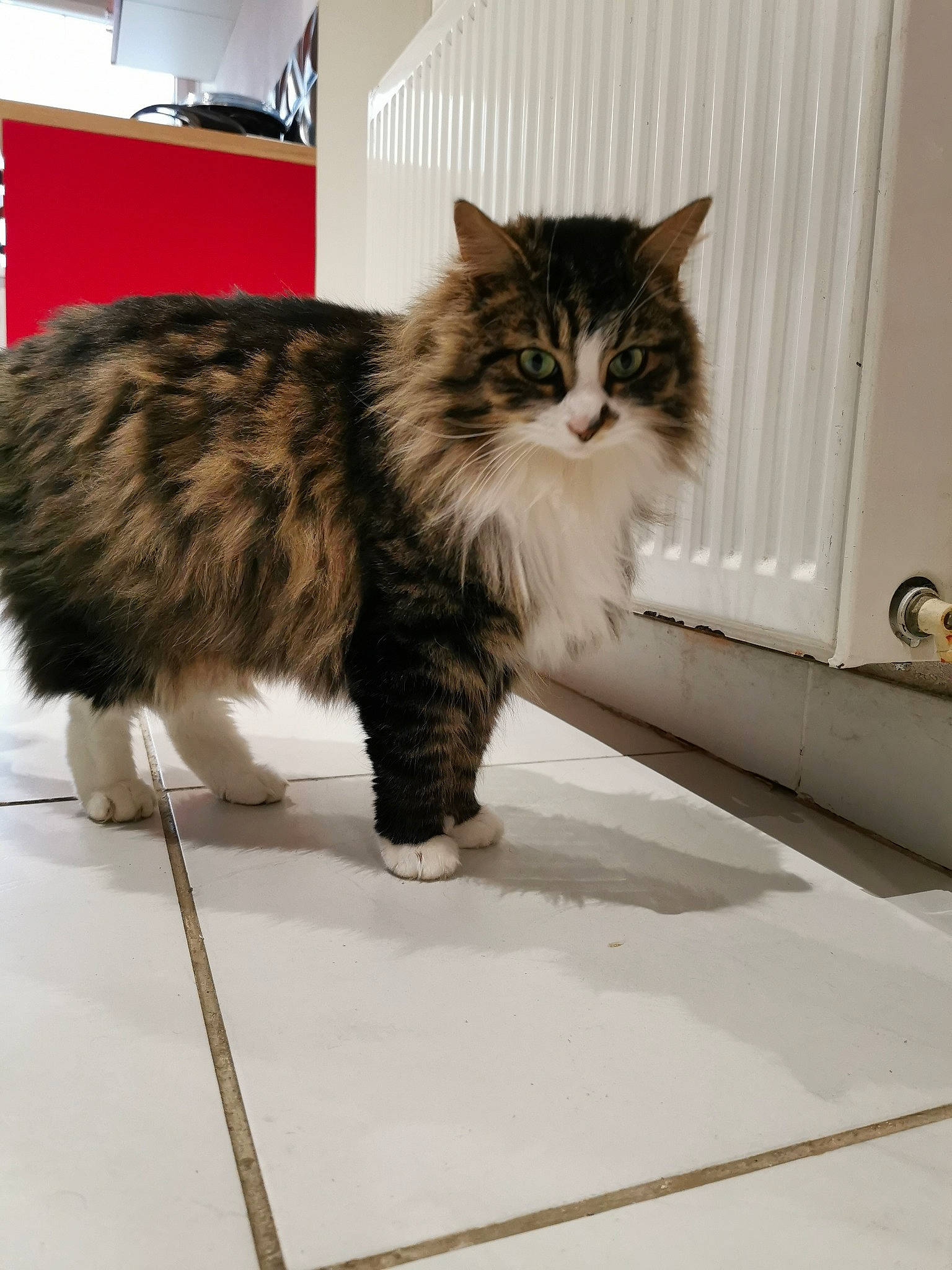 Kira a rejoint le concours — aidez-le/la à gagner de superbes lots ! british_longhair, carnivore, cat, claw, domestic_short_haired_cat, felidae, flooring, fur, maine_coon, paw, small_to_medium_sized_cats, snout, tail, terrestrial_animal, whiskers, window