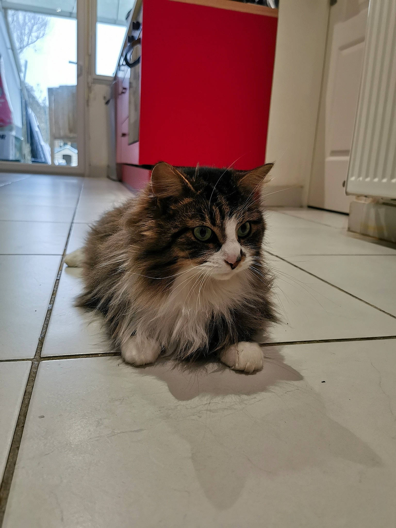 Kira participe au concours pour gagner de l'argent avec cette photo : box, cardboard, carnivore, cat, domestic_short_haired_cat, door, felidae, floor, flooring, fur, grey, hardwood, mammal, paw, road_surface, small_to_medium_sized_cats, snout, tail, whiskers, wood