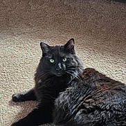 Bing joined the competition — help win amazing prizes! black_cat, cat, pet, indoor, carpet, furry, green_eyes, relaxed, sunlight, fluffy, animal, mammal, cute, domestic_cat, resting, lying_down, whiskers, ears, close_up, cozy