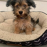 Tank joined the competition — help win amazing prizes! dog, puppy, pet, animal, fur, bed, cozy, indoor, floor, cute, ears, brown, black, small, companion, domestic, relaxed, cute_pet, fluffy, curious