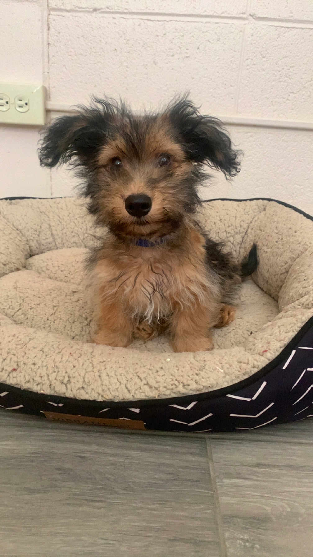 Tank joined the competition — help win amazing prizes! dog, puppy, pet, animal, fur, bed, cozy, indoor, floor, cute, ears, brown, black, small, companion, domestic, relaxed, cute_pet, fluffy, curious