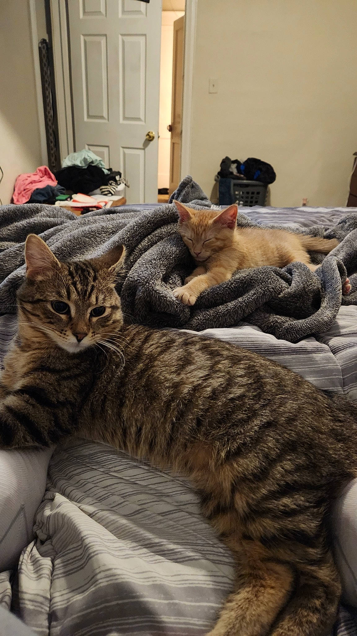 Bunny joined the competition — help win amazing prizes! carnivore, cat, claw, comfort, domestic_short_haired_cat, door, felidae, fur, grey, linens, nap, paw, room, sleep, small_to_medium_sized_cats, tail, terrestrial_animal, tree, whiskers, wood