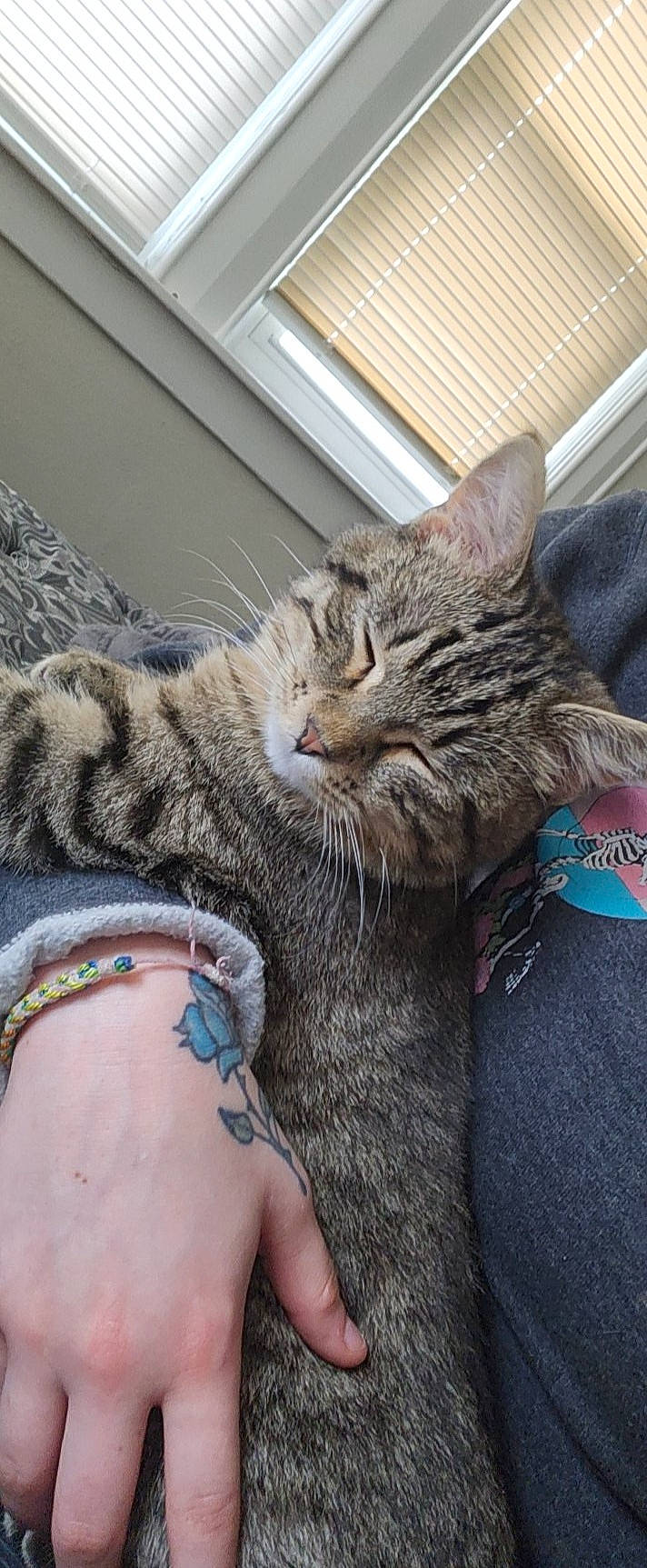 Bunny is registered to the contest to win money with this photo: carnivore, cat, claw, comfort, domestic_short_haired_cat, felidae, foot, fur, gesture, grey, human_leg, nap, paw, sitting, small_to_medium_sized_cats, snout, tail, temporary_tattoo, vertebrate, whiskers