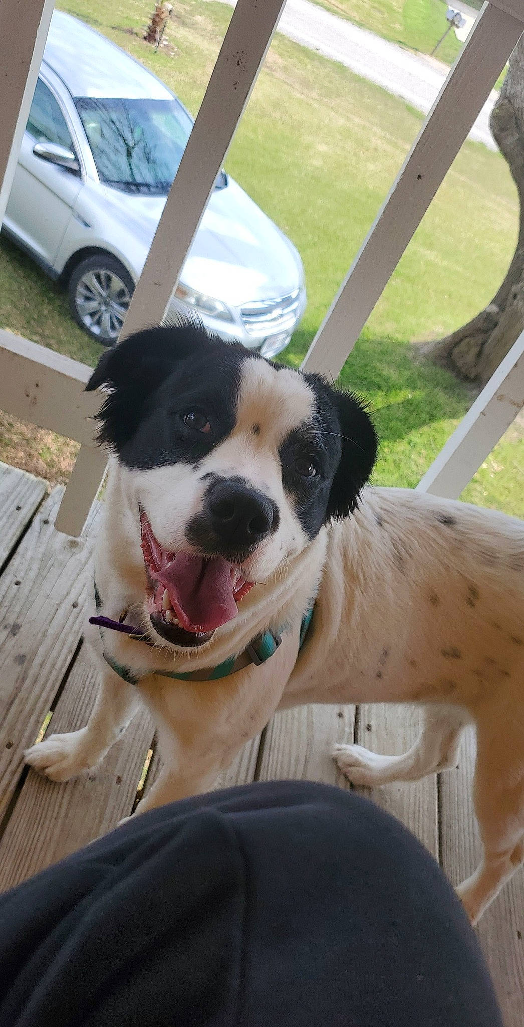 Thea joined the competition — help win amazing prizes! automotive_tire, canidae, car, carnivore, collar, companion_dog, dog, dog_breed, dog_collar, eyewear, fawn, fender, hubcap, leash, snout, sporting_group, tire, vehicle, wheel, white