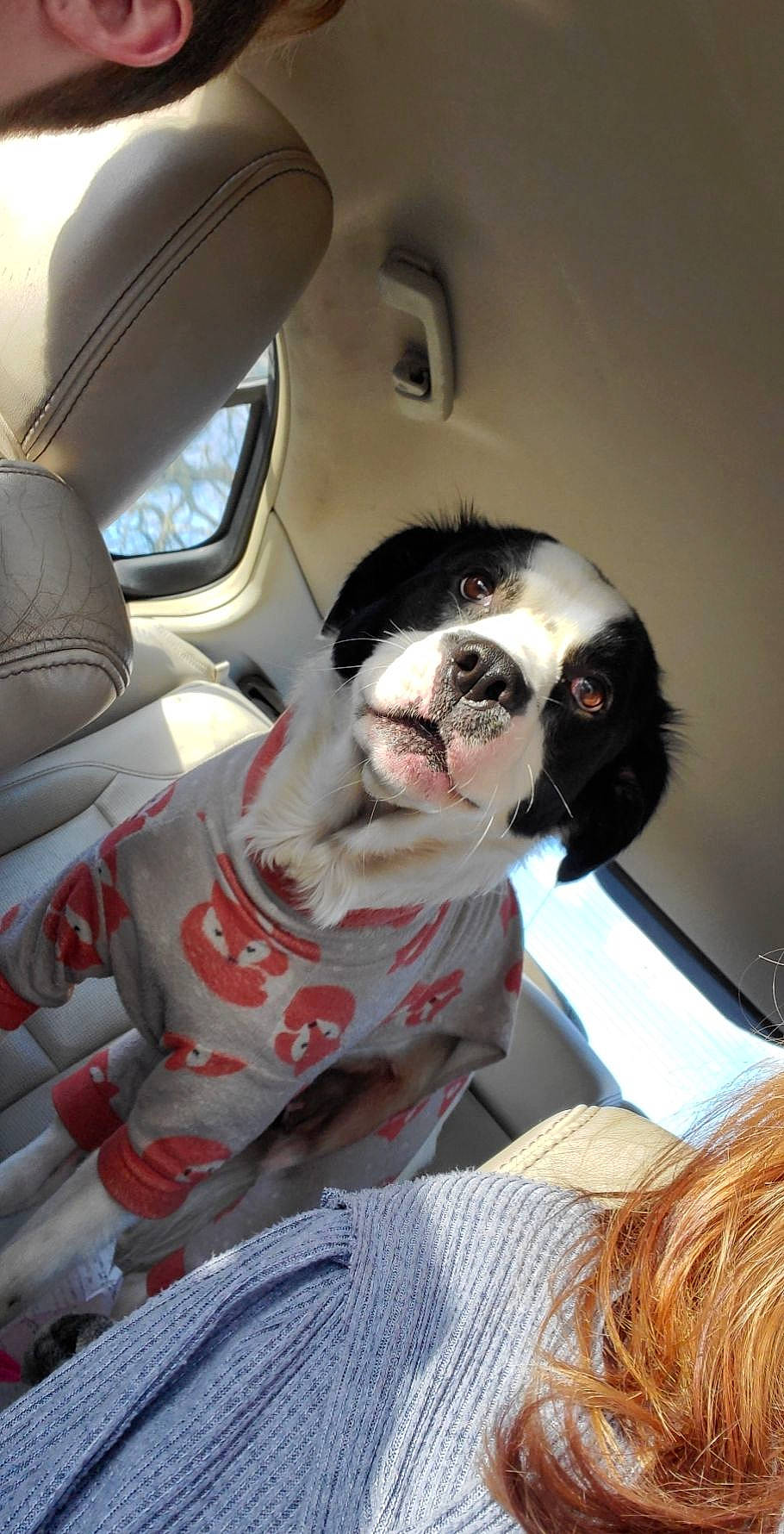 Thea joined the competition — help win amazing prizes! auto_part, automotive_design, automotive_exterior, car_seat, car_seat_cover, carmine, carnivore, companion_dog, eyewear, family_car, fictional_character, fun, fur, head_restraint, luxury_vehicle, motor_vehicle, personal_luxury_car, snout, vehicle_door, zombie