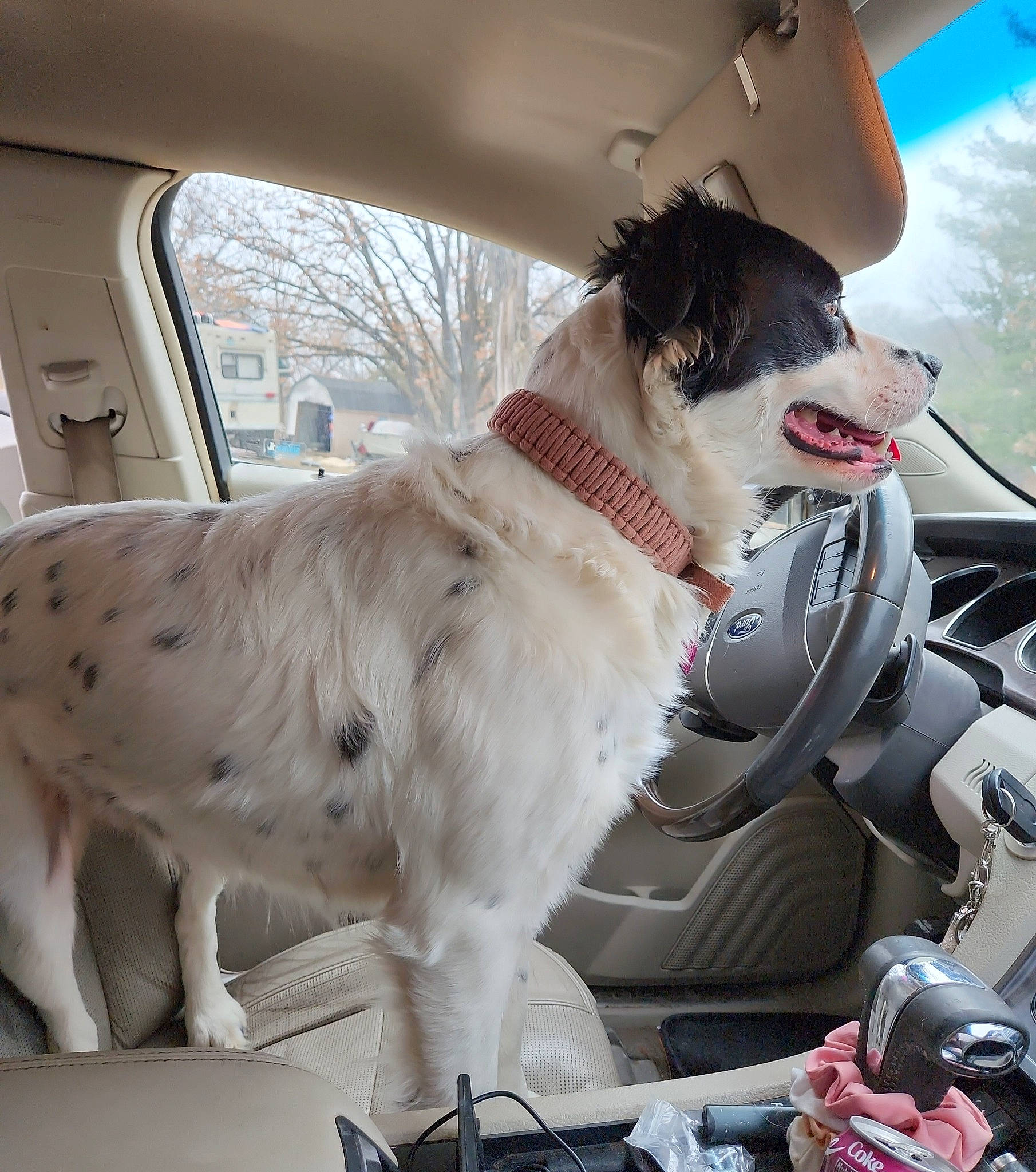 Thea joined the competition — help win amazing prizes! auto_part, automotive_design, automotive_exterior, automotive_mirror, car, car_seat, car_seat_cover, carnivore, collar, companion_dog, dog, dog_breed, dog_collar, motor_vehicle, sky, snout, steering_wheel, vehicle, vehicle_door, window