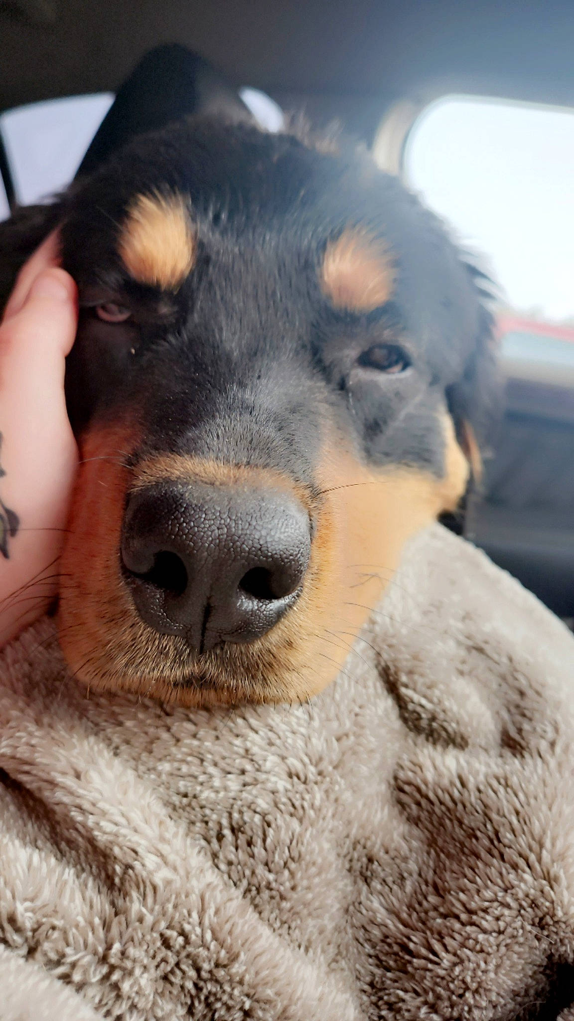 Cooper is registered to the contest to win money with this photo: canidae, carnivore, companion_dog, dog, dog_breed, fang, fawn, fur, guard_dog, jaw, mammal, paw, snout, sporting_group, street_dog, terrestrial_animal, vertebrate, whiskers, working_animal, working_dog