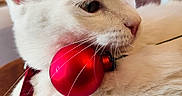 Plume a rejoint le concours — aidez-le/la à gagner de superbes lots ! animal, cat, christmas_ornament, closeup, collar, cute, decor, domestic_cat, feline, fur, home, indoor, pet, red_ball, relaxed, soft_light, table, whiskers, white_cat, window
