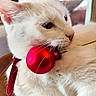 animal, cat, christmas_ornament, closeup, collar, cute, decor, domestic_cat, feline, fur, home, indoor, pet, red_ball, relaxed, soft_light, table, whiskers, white_cat, window