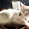 Plume a rejoint le concours — aidez-le/la à gagner de superbes lots ! animal, basket, bell, cat, collar, domestic_cat, ears, feline, food_wrap, fur, indoor, kitchen, mammal, pet, pink_nose, relaxed, sunlight, table, whiskers, white_cat