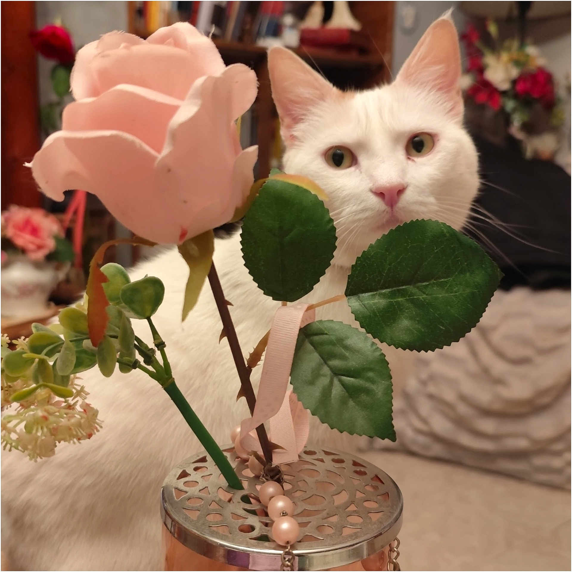 Plume a rejoint le concours — aidez-le/la à gagner de superbes lots ! animal, background_blur, cat, closeup, curious, cute, decor, flower, furniture, green_leaves, indoor, nose, pet, pink_rose, plant, soft_lighting, still_life, vase, whiskers, white_cat