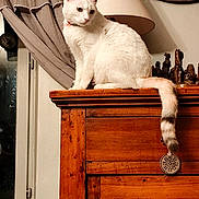 Plume a rejoint le concours — aidez-le/la à gagner de superbes lots ! animal, cat, clock, cozy, curtain, decor, domestic, furniture, home, indoor, lamp, looking_away, perched, pet, quiet, rustic, striped_tail, white_cat, window, wooden_cabinet