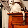 animal, cat, clock, cozy, curtain, decor, domestic, furniture, home, indoor, lamp, looking_away, perched, pet, quiet, rustic, striped_tail, white_cat, window, wooden_cabinet