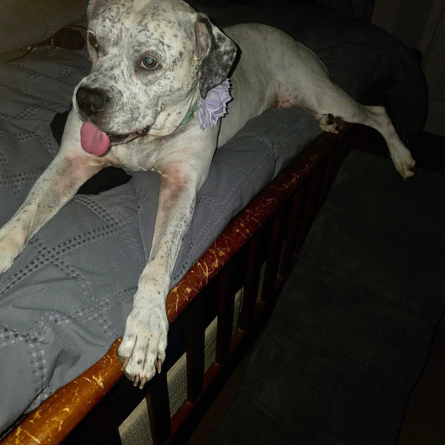 Queen is registered to the contest to win money with this photo: animal, bed, canine, collar, cute, dark_room, dog, ears, flower_accessory, furniture, gray_bedspread, indoor, paw, pet, playful, relaxed, resting, spotted, tongue_out, wooden_bedframe