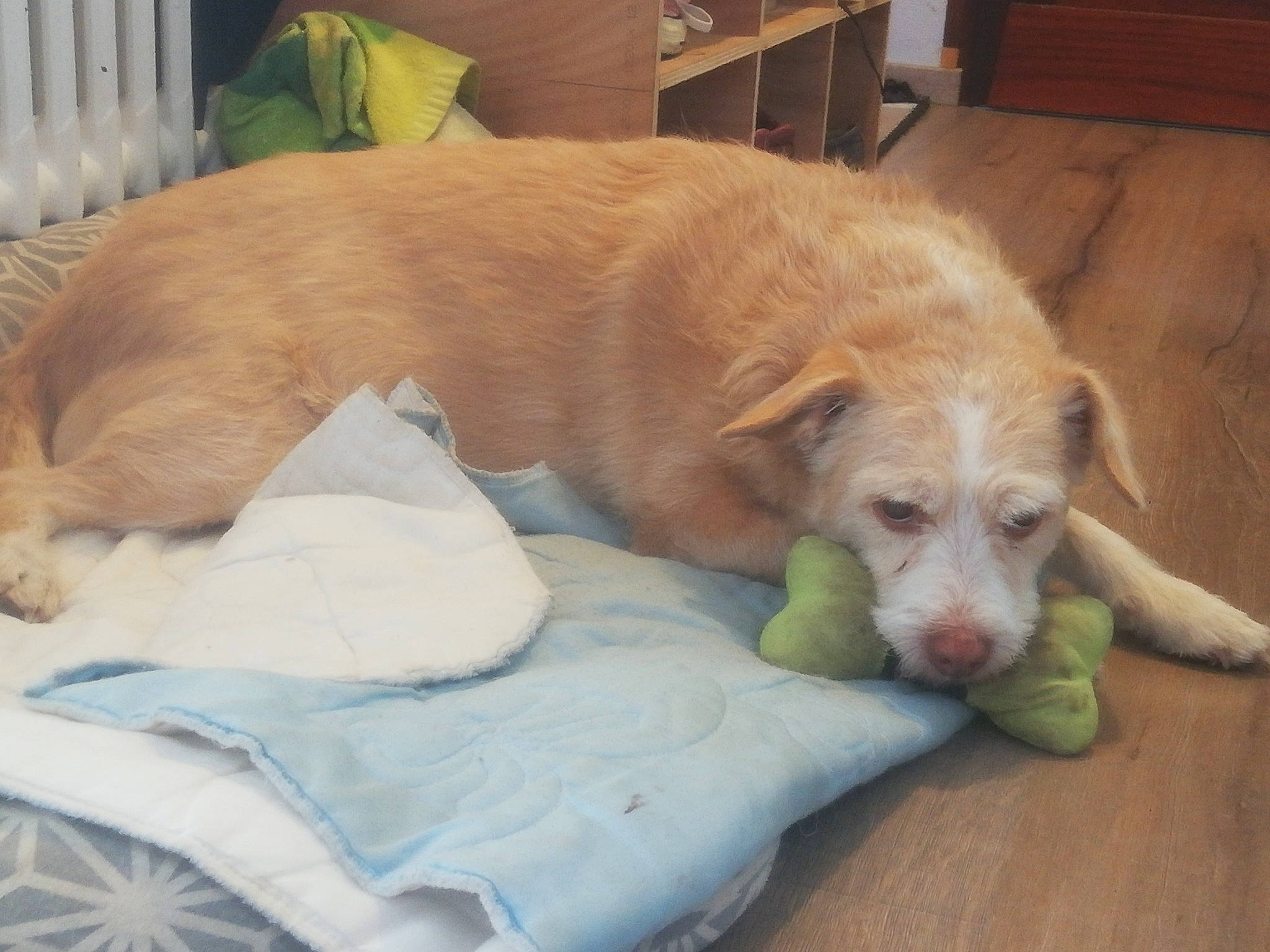 Motus a rejoint le concours — aidez-le/la à gagner de superbes lots ! cabinetry, carnivore, chair, comfort, companion_dog, dog, dog_breed, dog_supply, drawer, fawn, flooring, fur, hardwood, liver, paw, pet_supply, retriever, sporting_group, wood, working_animal