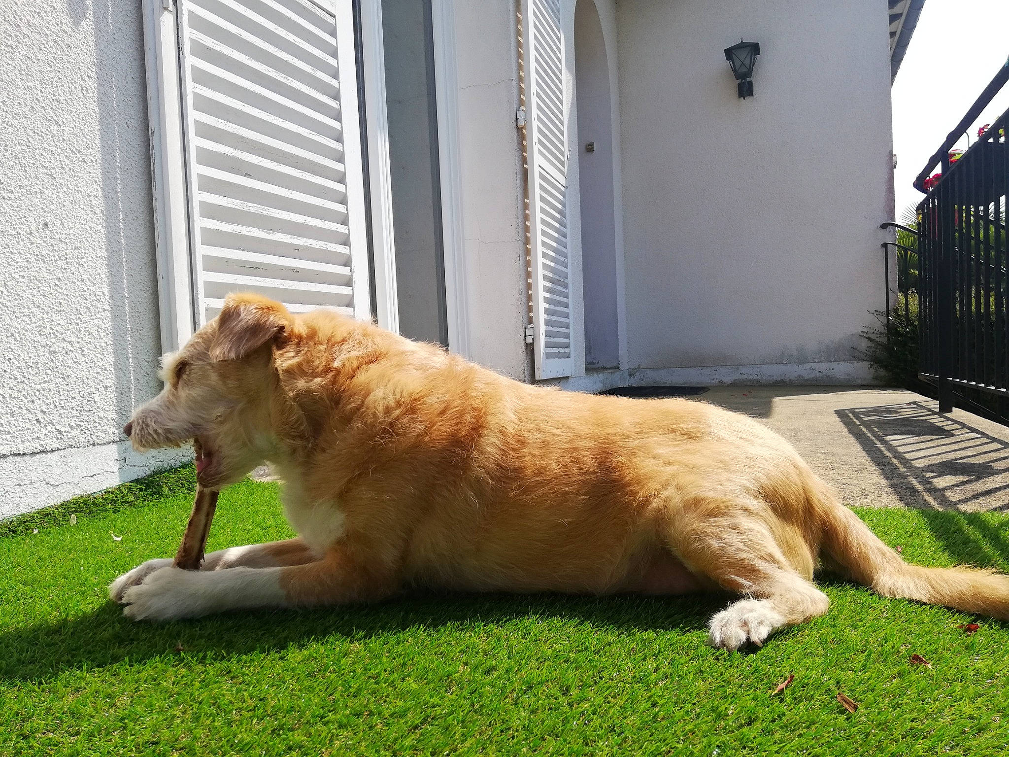 Motus participe au concours pour gagner de l'argent avec cette photo : canidae, carnivore, companion_dog, curb, dog, dog_breed, door, fawn, felidae, grass, non_sporting_group, plant, snout, sporting_group, tail, terrestrial_animal, tree, whiskers, window, working_dog