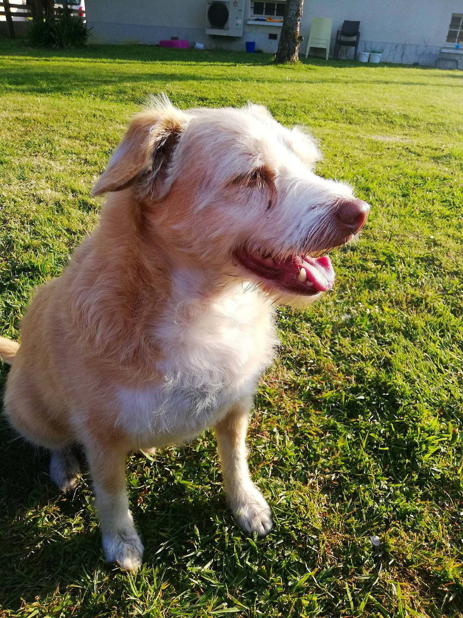 Motus participe au concours pour gagner de l'argent avec cette photo : canidae, carnivore, collar, companion_dog, dog, dog_breed, fang, fawn, grass, plant, snout, sporting_group, tree, whiskers, working_animal