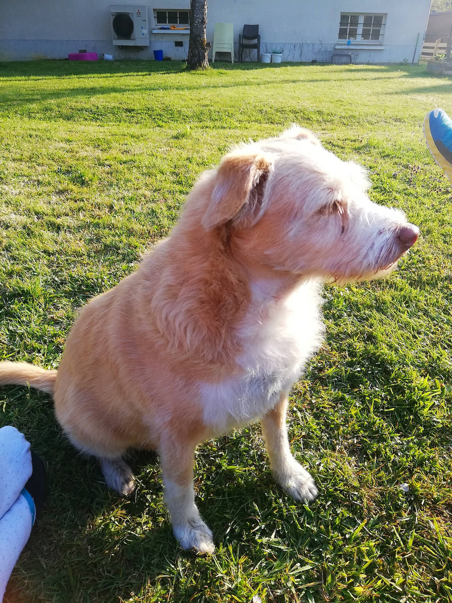 Motus participe au concours pour gagner de l'argent avec cette photo : canidae, carnivore, companion_dog, dog, dog_breed, door, fawn, grass, groundcover, gun_dog, labrador_retriever, plant, snout, sporting_group, tail, truck, whiskers, window, working_animal, working_dog