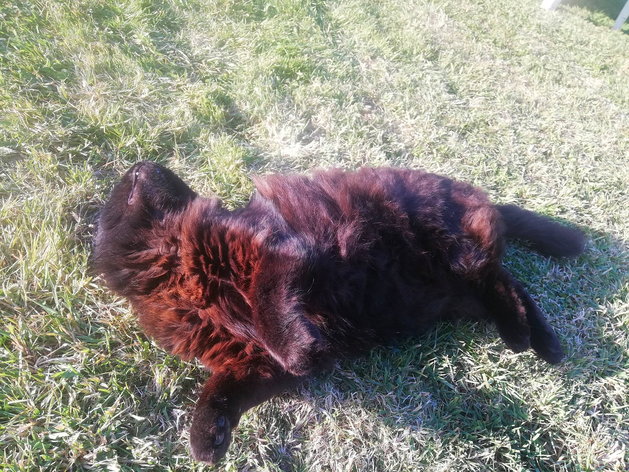 Haskad a rejoint le concours — aidez-le/la à gagner de superbes lots ! canidae, carnivore, cat, claw, companion_dog, dog, dog_breed, fawn, felidae, fur, grass, liver, shadow, small_to_medium_sized_cats, soil, sporting_group, tail, terrestrial_animal, terrier, water_dog