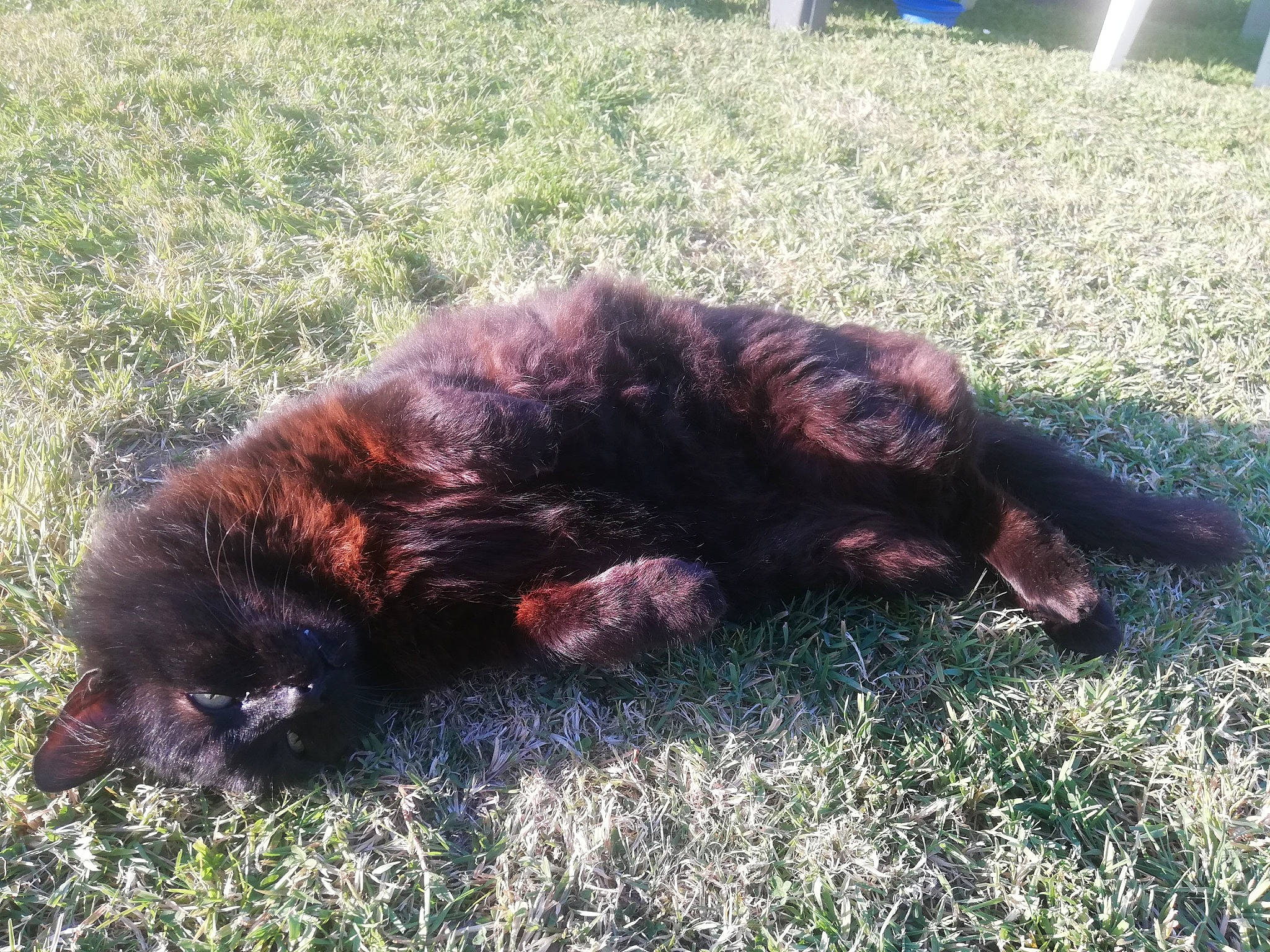 Haskad participe au concours pour gagner de l'argent avec cette photo : bear, bombay, canidae, carnivore, cat, claw, companion_dog, dog_breed, felidae, fur, grass, liver, nap, natural_material, paw, small_to_medium_sized_cats, sporting_group, tail, terrestrial_animal, whiskers