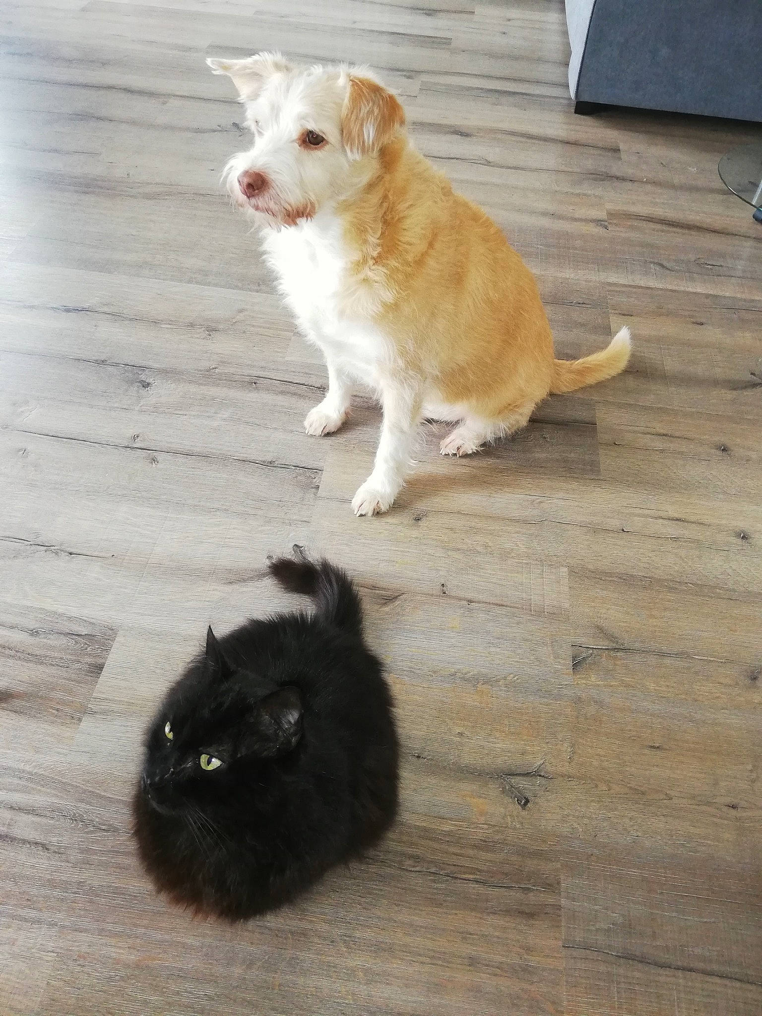 Haskad a rejoint le concours — aidez-le/la à gagner de superbes lots ! canidae, carnivore, cat, companion_dog, dog, dog_breed, fawn, felidae, floor, flooring, fur, hardwood, small_to_medium_sized_cats, snout, sporting_group, tail, whiskers, wood, wood_flooring, working_animal